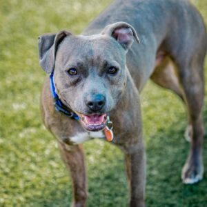 Handsome is a Terrier, Pit Bull.