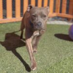 Handsome is a Terrier, Pit Bull.