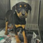 Blossom is a Rottweiler.