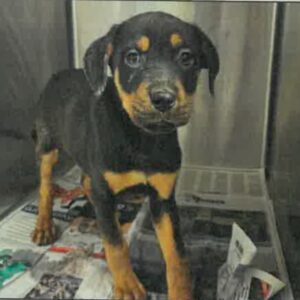 Blossom is a Rottweiler.