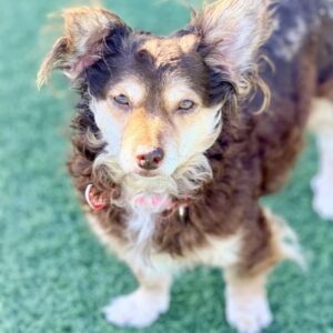 Yumi is a Mixed Breed (Small).