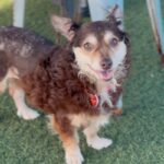 Yumi is a Mixed Breed (Small).