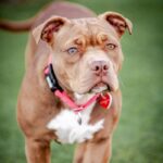 Sweety is a Bulldog, American.