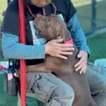 Sweety is a Bulldog, American.