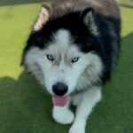 Goon is a Malamute, Alaskan.