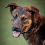 Etti is a Malinois, Belgian.