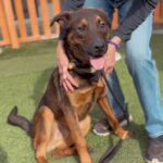 Etti is a Malinois, Belgian.