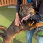 Etti is a Malinois, Belgian.