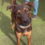 Etti is a Malinois, Belgian.