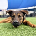 Etti is a Malinois, Belgian.