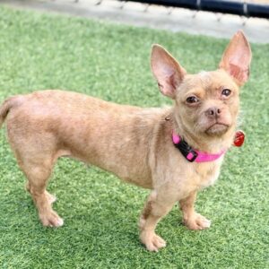 Oreille is a Chihuahua.