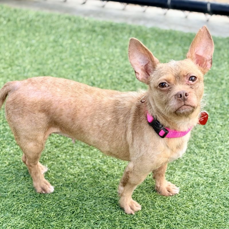 Oreille is a Chihuahua.