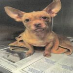 Oreille is a Chihuahua.