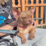 Oreille is a Chihuahua.