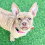 Oreille is a Chihuahua.