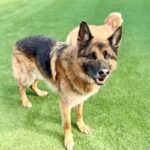 Taz is a Shepherd, German.