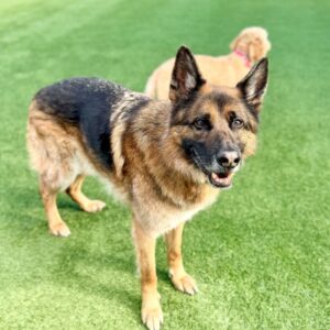 Taz is a Shepherd, German.