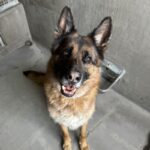 Taz is a Shepherd, German.