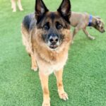 Taz is a Shepherd, German.