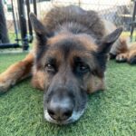 Taz is a Shepherd, German.