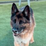 Taz is a Shepherd, German.