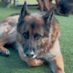 Taz is a Shepherd, German.