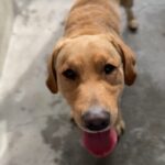 Luca is a Retriever, Labrador.