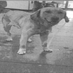 Luca is a Retriever, Labrador.