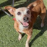 Chikis is a Chihuahua.