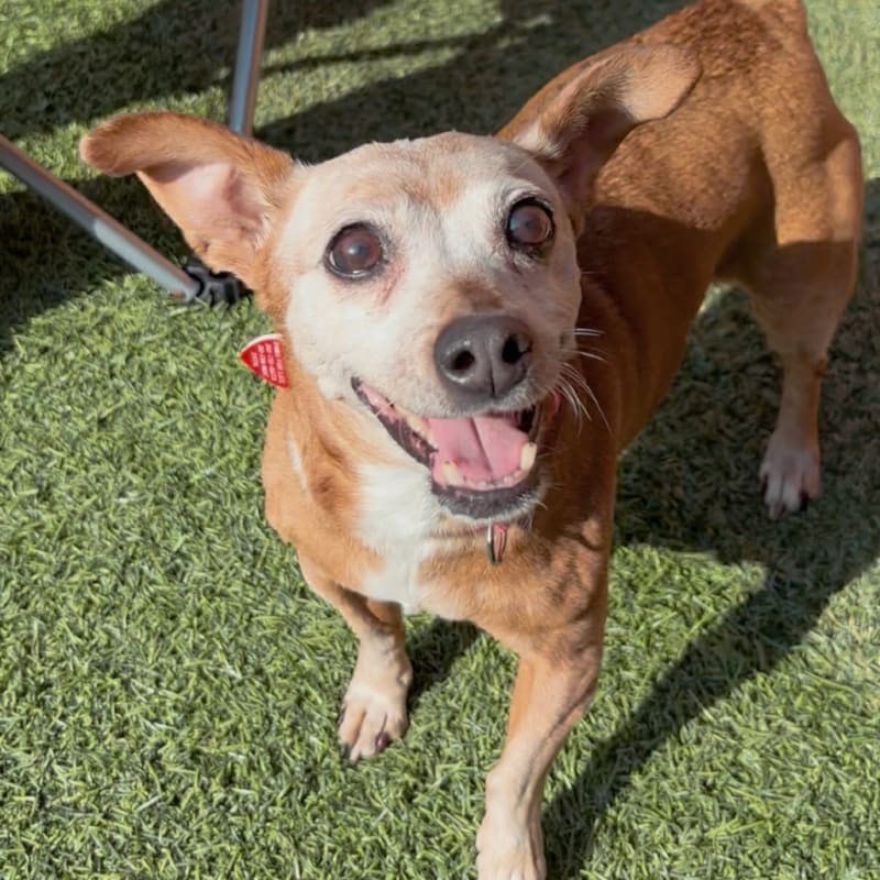 Chikis is a Chihuahua.