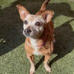 Chikis is a Chihuahua.