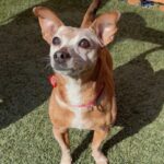 Chikis is a Chihuahua.