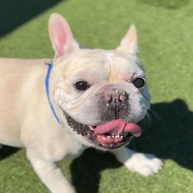 Hamilton is a Bulldog, French.