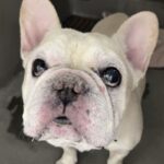 Hamilton is a Bulldog, French.