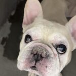 Hamilton is a Bulldog, French.