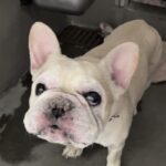 Hamilton is a Bulldog, French.