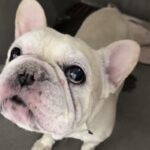 Hamilton is a Bulldog, French.