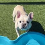 Hamilton is a Bulldog, French.