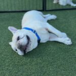 Hamilton is a Bulldog, French.