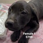 Bangle is a Terrier, American Staffordshire/Coonhound.