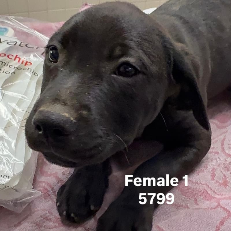 Bangle is a Terrier, American Staffordshire/Coonhound.