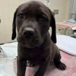 Couger is a Terrier, American Staffordshire/Coonhound.