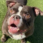 Peaches is a Terrier, American Staffordshire.