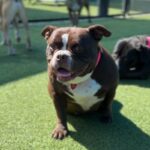 Peaches is a Terrier, American Staffordshire.