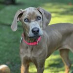 Fawna is a Weimaraner.