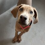 Fawna is a Weimaraner.