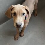 Fawna is a Weimaraner.