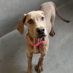 Fawna is a Weimaraner.