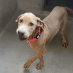 Fawna is a Weimaraner.