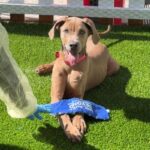 Fawna is a Weimaraner.